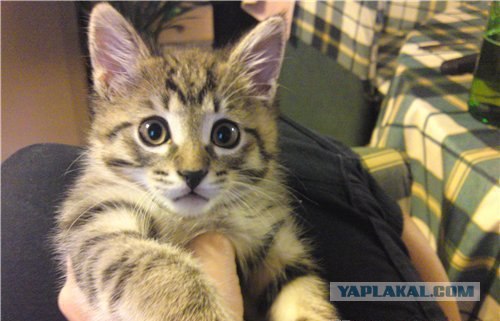 Котовторник объявляется открытым!
