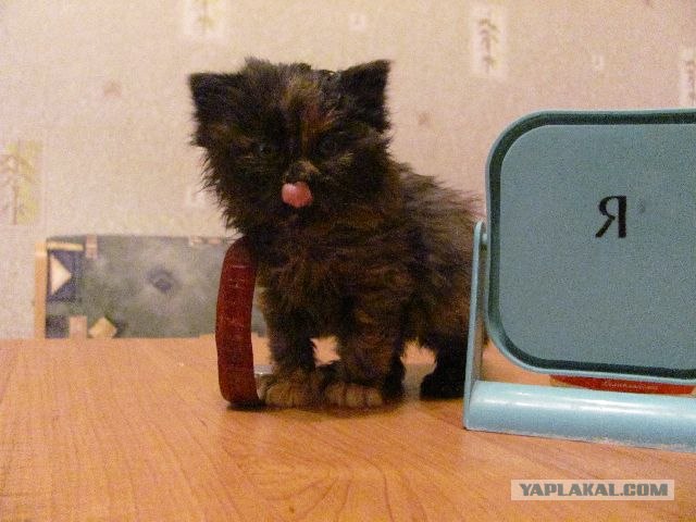 Котовторник (начало в супермаркете!)
