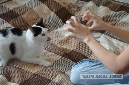 Котовторник 17.04.2012