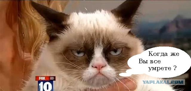 Сердитый кот