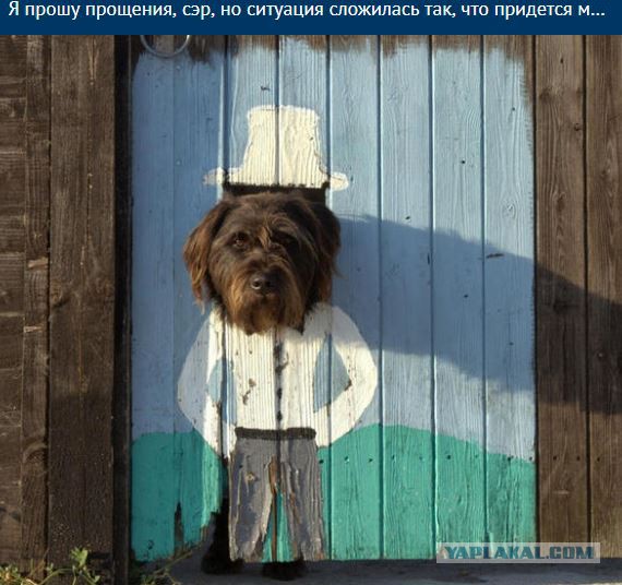 У тебя есть друзья, работа... А у собаки есть только ты