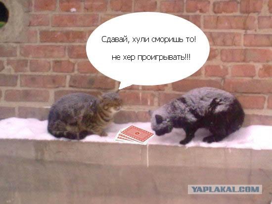 Фотожаба: Вот идет караван