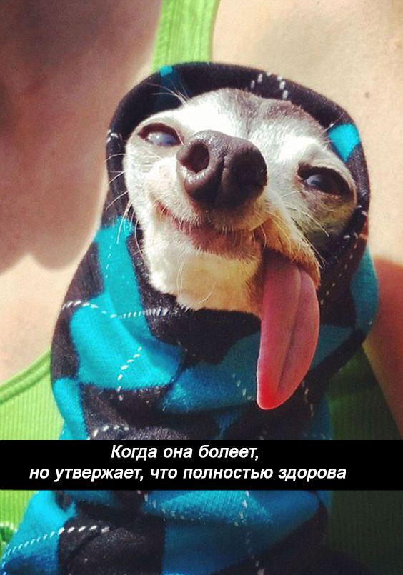 11 мемасиков про животных и отношения