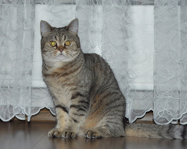 Всех кошатников с Праздником!