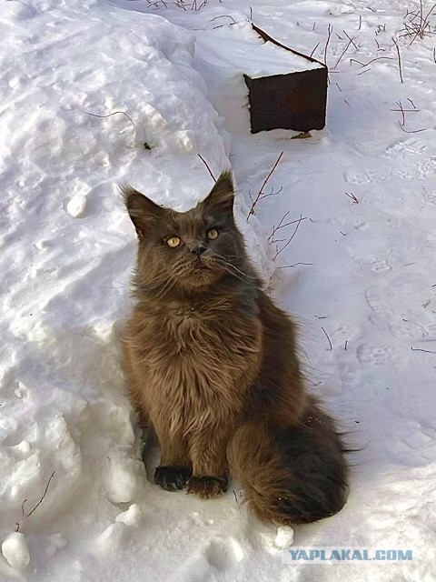 Первый котовторник 2022