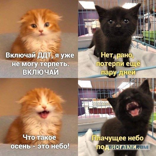 Весёлый полтишок 08.09.22
