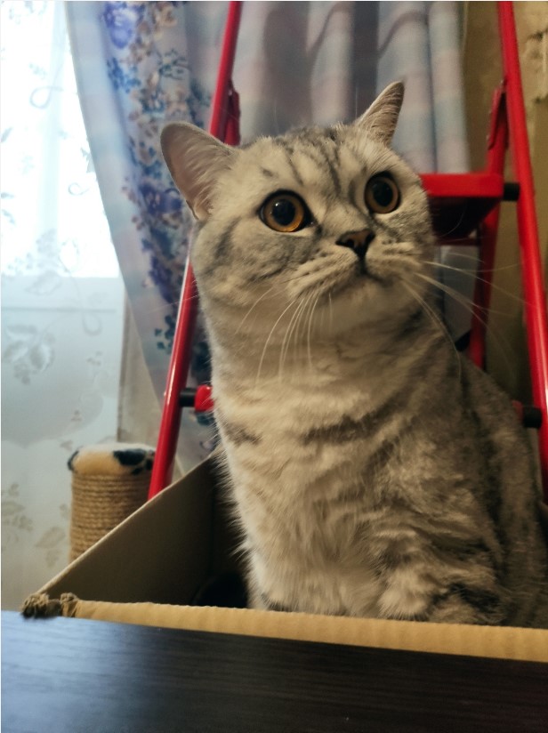 Даёшь котов в этот вторник!