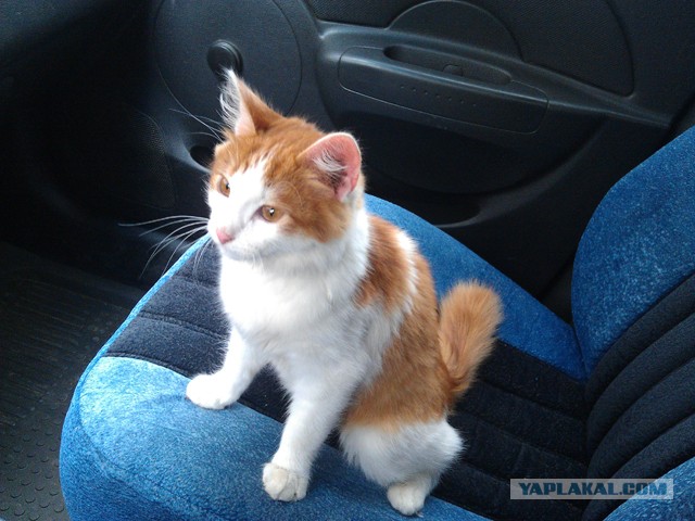 Котовторник 09.04.2013