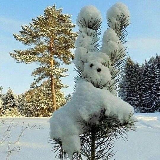 Показываем свои деревья