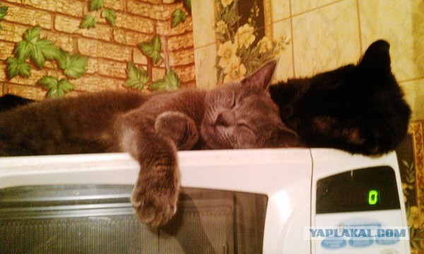 Котовторник 21.05.2013