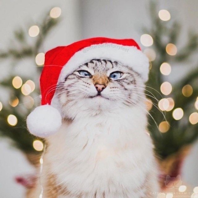 Прикольные и просто красивые картинки 31.12.2024