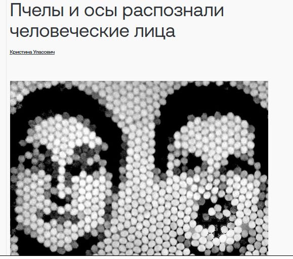 Как пчёлы делают мёд