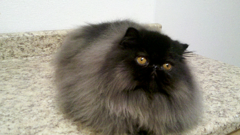 Котёнок крысолов⁠⁠