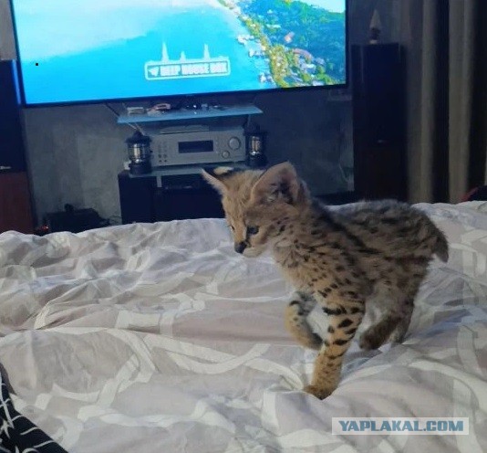 Перед вами самый милый обитатель сибирских лесов — амурский лесной кот.