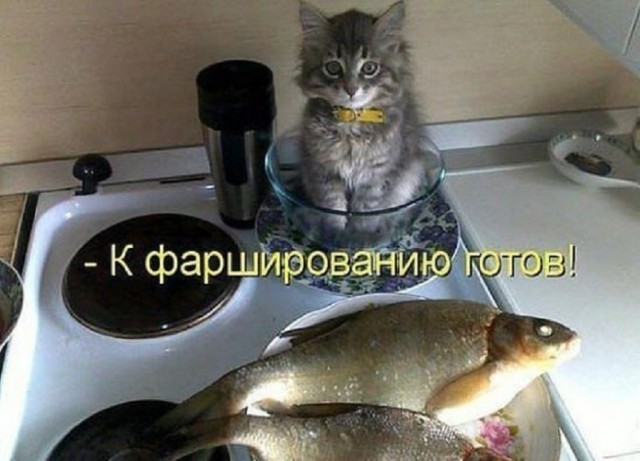 К котовторнику: подборка картинок-баянов с котиками и про котиков. Выпуск 42.