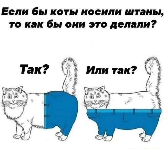 Кот поллитра