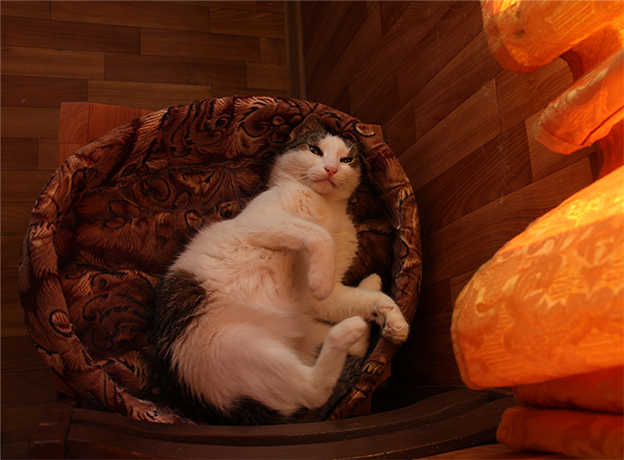 Котовторник 17.09.2013