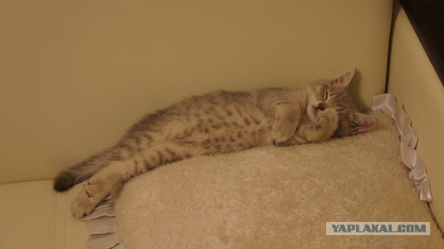 Котовторник 25.02.2014