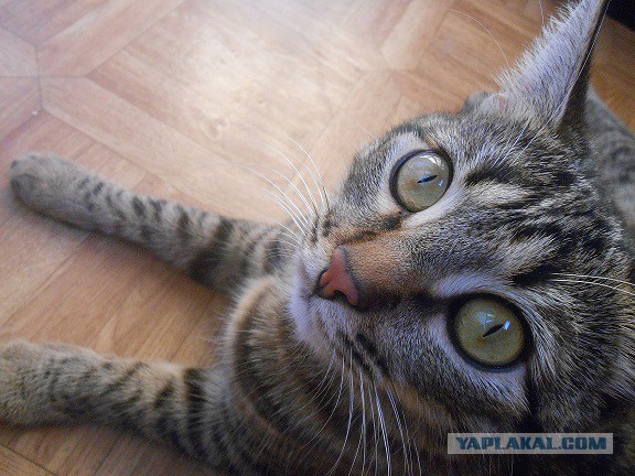 Котовторник 29.04.14.