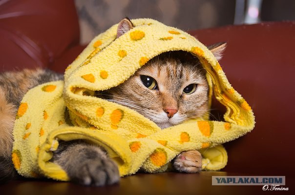 С Котовторником!