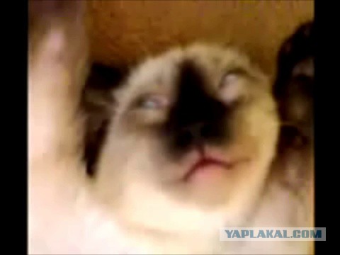 Звериные лица (часть 2)