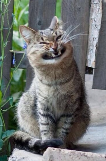 А у тебя есть фото твоей зевающей котейки ?