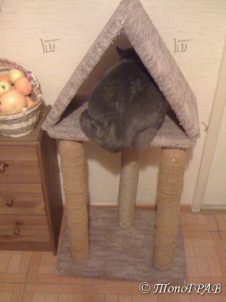 Дом для кота на скорую руку
