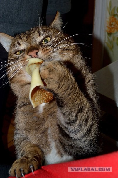 Моим котам