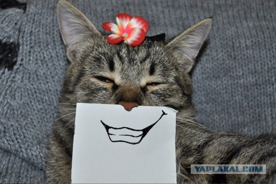 Котовторник