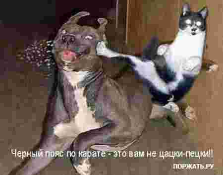 Ну и где хавчик, я спрашиваю?