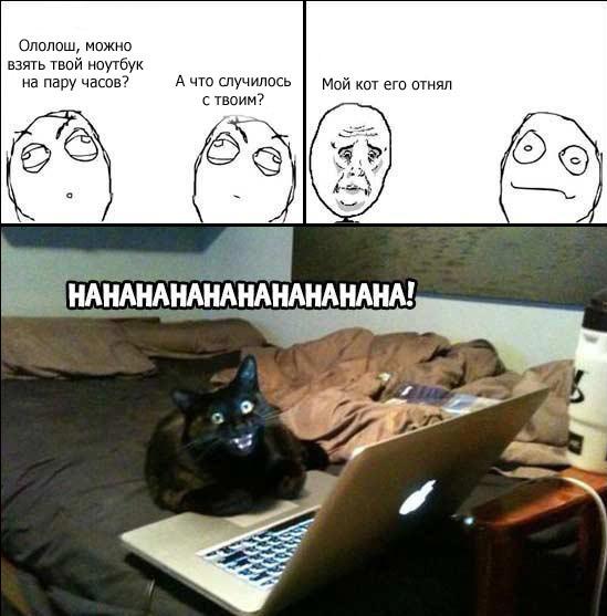 Кот отнял...