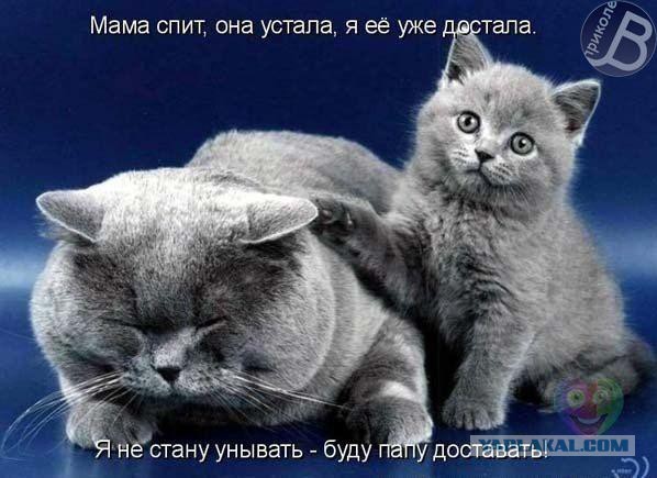 Известные котомемы.