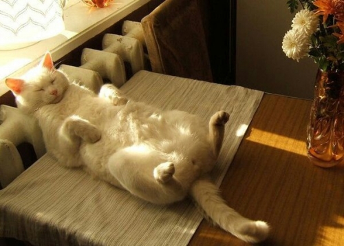 Котовторник
