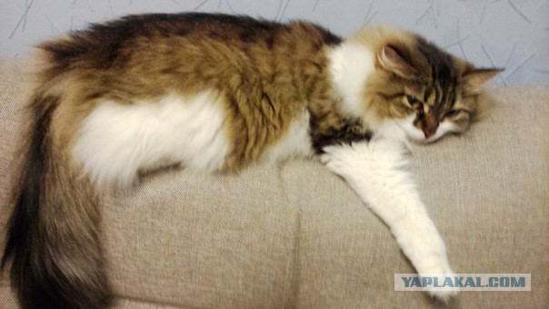 Котовторник 20.10.2015