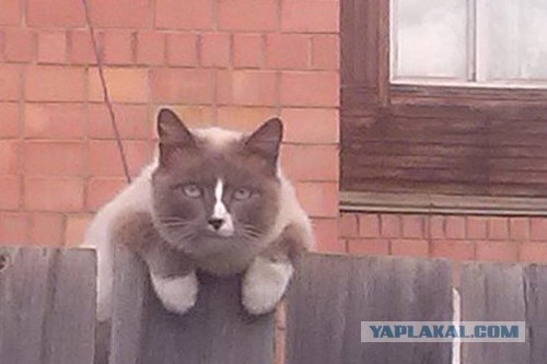 Котовторник 15.12.2015