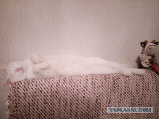 Котовторник 15.12.2015