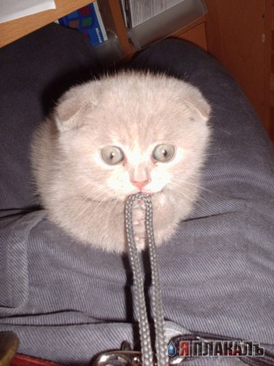 Коты, кошки, котята