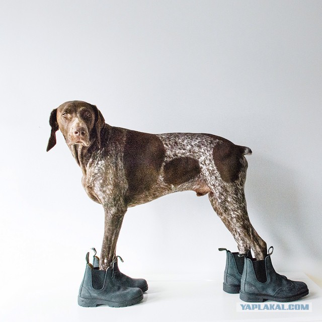 Собакочетверг