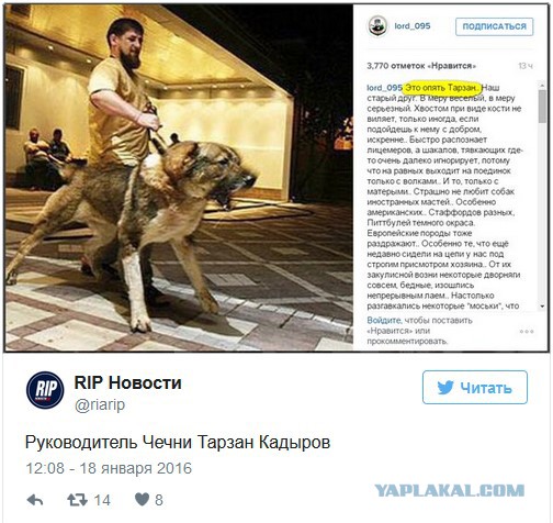 «Если бы не демократия»: моськи и овчарки Кадырова