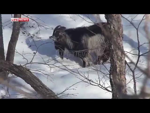 Козел Тимур доигрался.