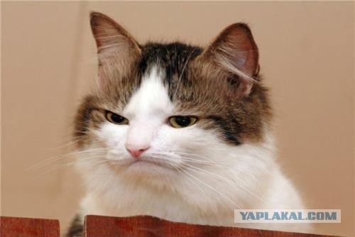 Английский автопром