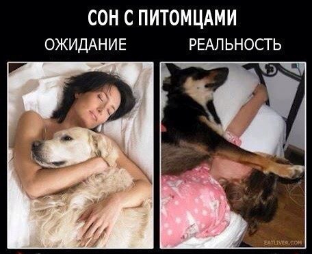 Божьи твари