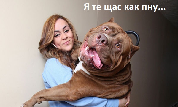Свора (Когда нападает свора собак...)