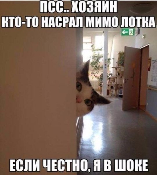 Мохнатые беспредельщики