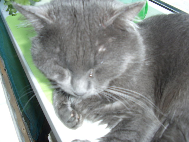 Котомет на вторник (18.12.2007)