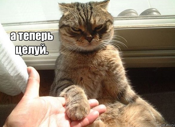 Самая настоящая правда про кошек!