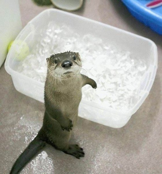 Прикольные животные