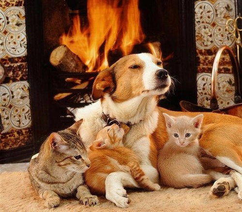Самые смешные животные