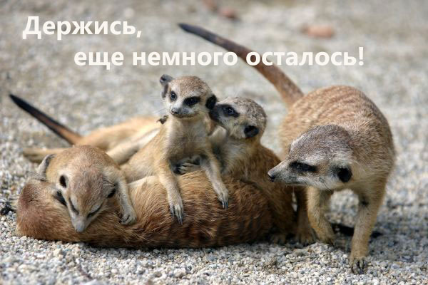 С ПЯТНИЦЕЙ!
