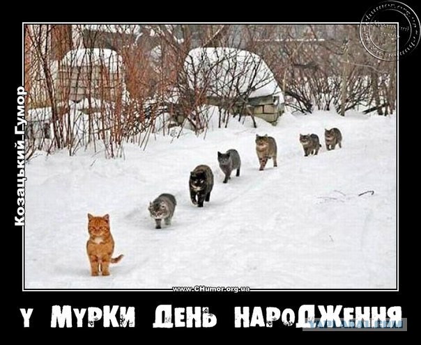 24 кота, которые подняли дерзость на новый уровень